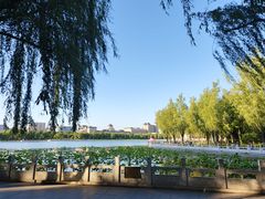 -莲花池公园