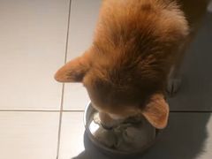 -趣玩宠物乐园寄养训犬训狗游泳池