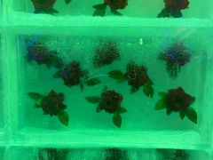 -石林冰雪海洋世界