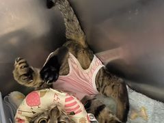 -凯特喵百思猫专科医院