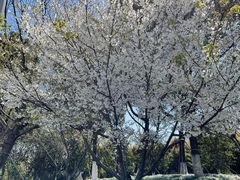 -昆山城市生态森林公园