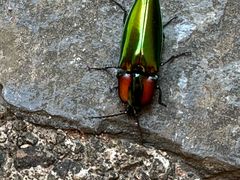 -东天目山风景区