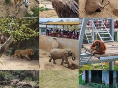 -西霞口神雕山野生动物世界