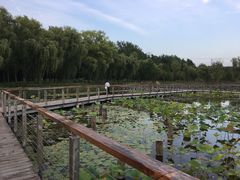 -昆山城市生态森林公园