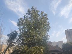 -星巴克臻选(思南公馆店)