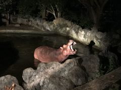 -清迈夜间动物园