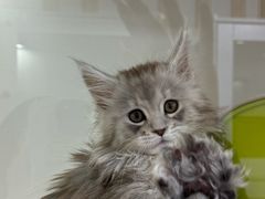 -青奢宠物·青奢猫舍