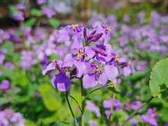 -上海滨江森林公园