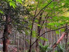 -上海佘山国家森林公园天马山园