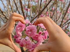 -天适樱花悠乐园