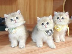 -钦宠·猫咪售卖·洗护·寄养(东圃旗舰店)