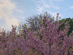 -武汉大学-樱园