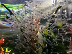 -迪拜水族馆及水下动物园