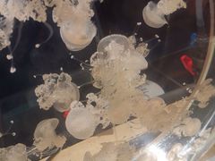 -沈阳海洋探索中心