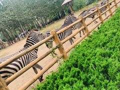 -大连森林动物园