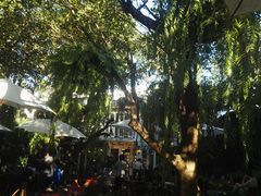 -Fern Forest Cafe