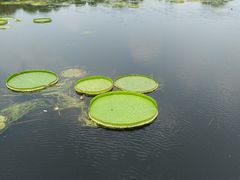 -荷塘月色湿地公园·向阳花洲