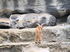-清迈夜间动物园