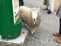 -神户市立六甲山牧场
