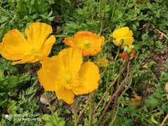 -鹅湖玫瑰文化园