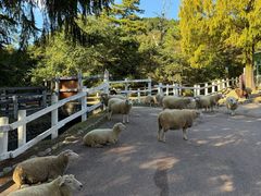 -神户市立六甲山牧场