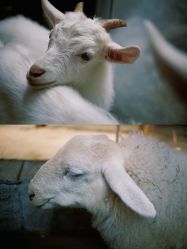 -Zoolung Zoolung动物主题公园(海信广场店)