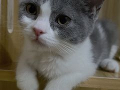 -lincat·猫舍(广州店)