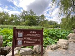 -莲湖公园