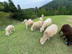 -神户市立六甲山牧场