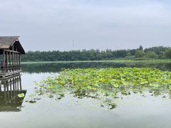 -溱湖国家湿地公园