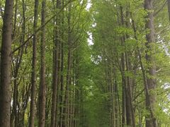 -上海滨江森林公园