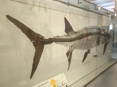 -美国自然历史博物馆