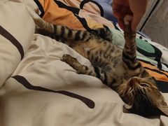 -安安宠医宠物医院·异宠·犬猫内科(岳阳分院)