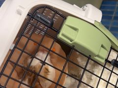 -伟伟宠物医院·CT影像中心·瑞派犬猫综合性门诊(汉口总院)