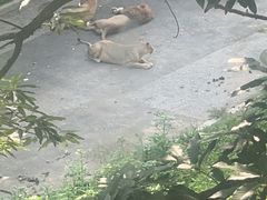 -大连森林动物园