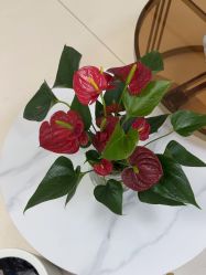 -薇兰专业脱毛连锁机构