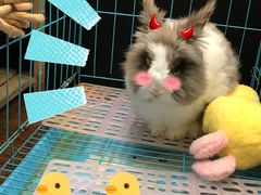 -志龙皇冠吃货椰子铺