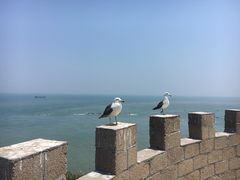 景点-海驴岛(荣成市)