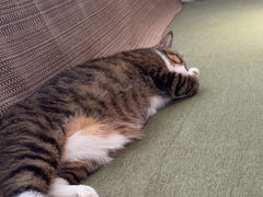 -御宝贝·A梦猫科宠物医院(国际猫友好医院)