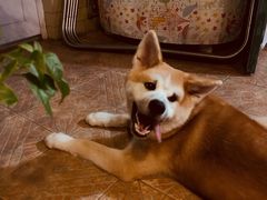-喜柴咖啡·柴犬狗咖