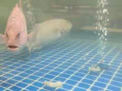 -鸿港海鲜批发市场