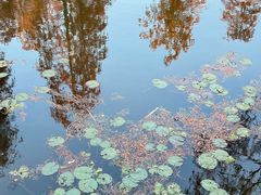 -池杉湖湿地公园