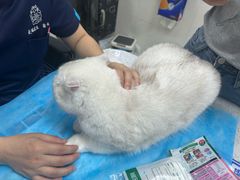 -瑞鹏宠物医院华南总院·夜诊·心脏科·骨科