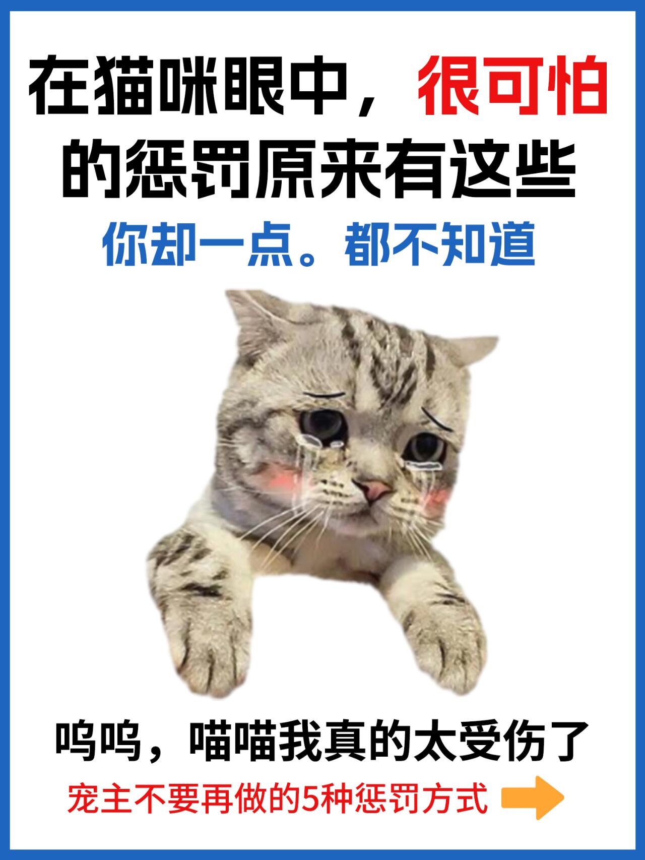 惩戒猫图片