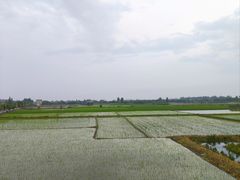 -洪湖生态旅游区