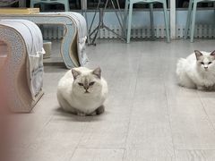 -喵百万·布偶·蓝金金渐层英短·猫舍(百子湾店)