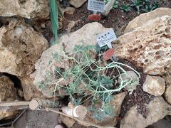 -南通洲际绿博园