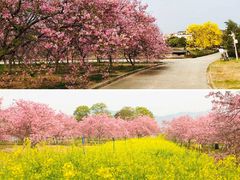 -高东镇樱花园