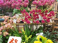 -伊藤洋华堂(温江店)