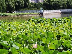 -莲花池公园